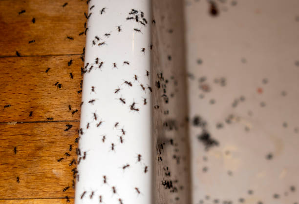 Best Pest Control for Homes  in Eddyville, IA