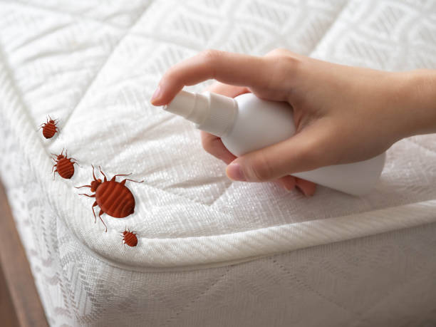 Best Spider Control Near Me  in Eddyville, IA
