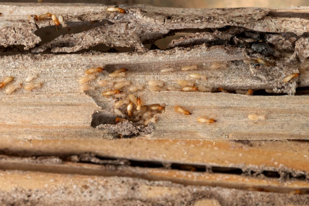 Trusted Eddyville, IA Pest Control Experts